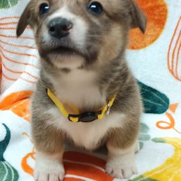 Pembroke Welsh Corgi Puppies from Episode Corgis