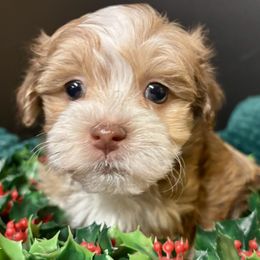 Dapper - Fawn sable male Havanese puppy in Howard City, Michigan from Petite Joie Puppies