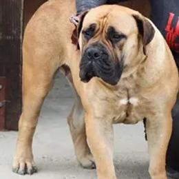 Boerboels from Barbarian Boerboels