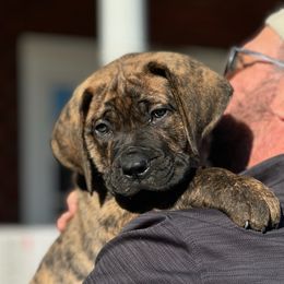 Boerboel Puppies from Erickson Ranch Boerboels