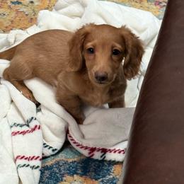 Diesel - Red male Dachshund puppy in Davison, Michigan from Brimstone Hollow Dachshunds