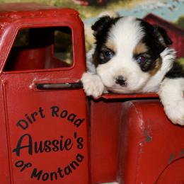 Black Tri-1 - Black tri male Miniature Australian Shepherd puppy in Ronan, Montana from Dirt Road Aussie’s of Montana