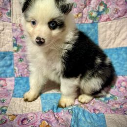 Blue male - Blue merle male Miniature Australian Shepherd puppy in Lemon Cove, California from Magic Ranch Mini Aussies