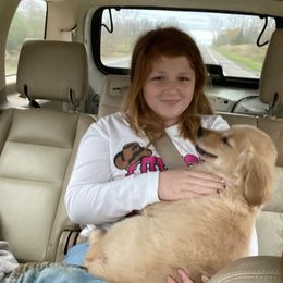 Golden Retriever Puppies from DeClercks Goldens