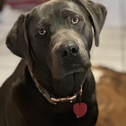 Castellina - Dilute Retriever