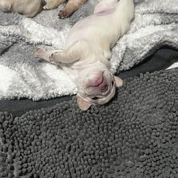 French Bulldog Puppies from Foster Lake Frenchies