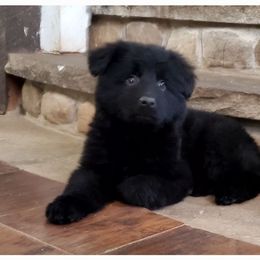 German Shepherd Puppies from Lux GSD