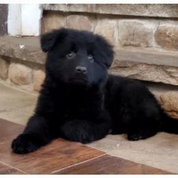 German Shepherd Puppies from Lux GSD