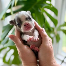 Peach - Tricolors female French Bulldog puppy in Wagoner, Oklahoma from Frenchie Frys