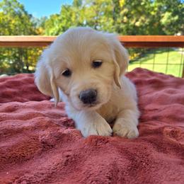 Silver - Light golden female Golden Retriever puppy in Pembroke, Virginia from Springhouse Farms
