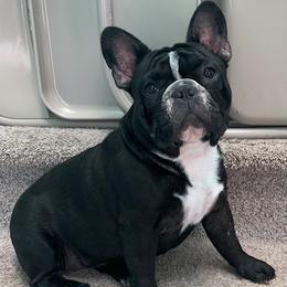 Penelope - French Bulldog