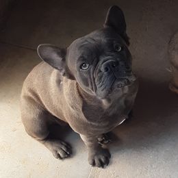French Bulldogs from Boxed-N-Ranch
