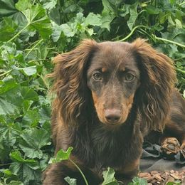 Penni - Dachshund