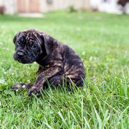 Dark green - Black brindle male Cane Corso puppy in St. Augustine, Florida from Ancient City Cane Corso