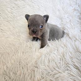 Pearl - Blue female French Bulldog puppy in Lubbock, Texas from West Texas Dachshunds LLC