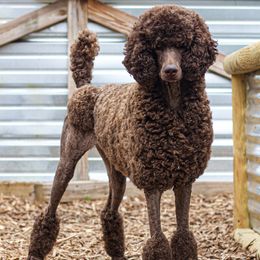 Poodles from Kettle Cove Standard Poodles