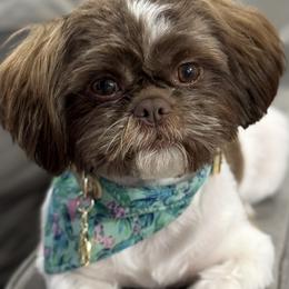Shih Tzus from Lopez Family Tails