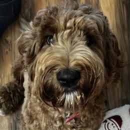 Goldendoodles from Ireland's Goldendoodles