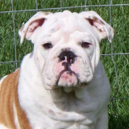 Bulldogs from Backstretch Bulldogs