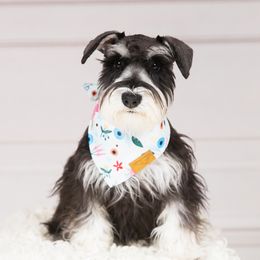 Ayr - Miniature Schnauzer