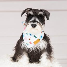 Ayr - Miniature Schnauzer