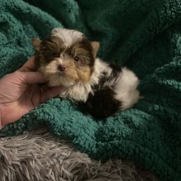 Cute guy - Chocolate, tan and white male Yorkshire Terrier puppy in Yukon, Oklahoma from Tiffs Yorkie babies