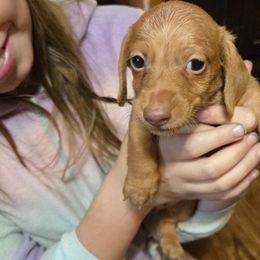 Boy 1 - Chocolate male Dachshund puppy in Edinburg, Virginia from Hunter Lane Dachshunds