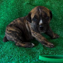 Green Collar - Black brindle male Cane Corso puppy in Catawba, North Carolina from Catawba Cane Corso