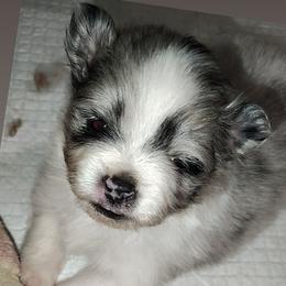 Armani - Black parti male Pomeranian puppy in Illinois from Maribel Poms