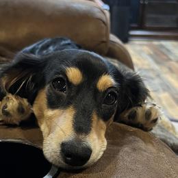 Dachshunds from Ivey farm dachshunds