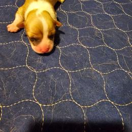 Bella - Red female Pembroke Welsh Corgi puppy in Walnut, Iowa from Michelle's House of Corgi's