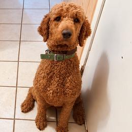 Fred - Poodle