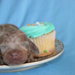 Boy 1 - Dapple male Dachshund puppy in Staley, North Carolina from Langley Farms Dachshunds