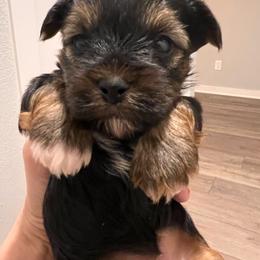 Penny - Black and tan female Yorkshire Terrier puppy in Bryan, Texas from Shayle's Yorkie Pups