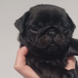 Sam - Black Pug puppy in Oregon from Azalea Pugs