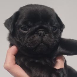 Sam - Black Pug puppy in Oregon from Azalea Pugs