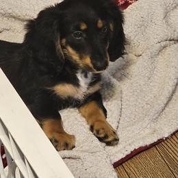 Dachshund Puppies from DT Dachshunds