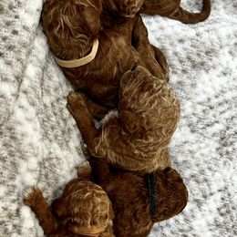 Poodle Puppies from Bella’s Red poodles