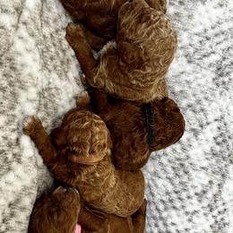 Poodle Puppies from Bella’s Red poodles