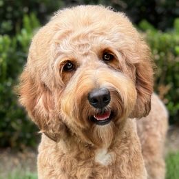 Maya - Goldendoodle