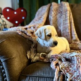 Juliet - Yellow female Labrador Retriever puppy in Sweet Home, Oregon from Knotty Creek Labradors