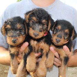Airedale Terrier, Lakeland Terrier, and Welsh Terrier Puppies from Anne's Pups