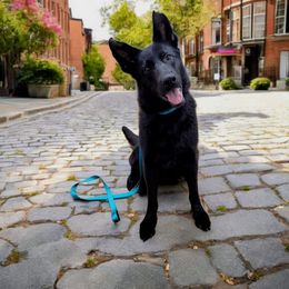 Freja - German Shepherd