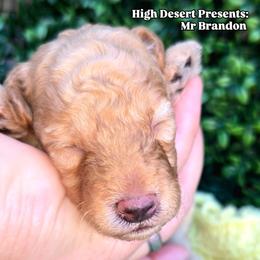 Mr Brandon - Cream male Poodle puppy in Dolan Springs, Arizona from High Desert Companions