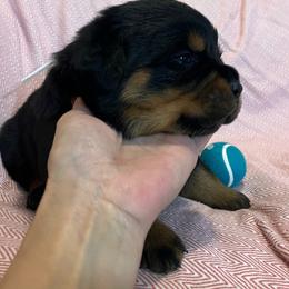 Lightening - Black and mahogany male Rottweiler puppy in Crothersville, Indiana from The Solid Rock Kennel