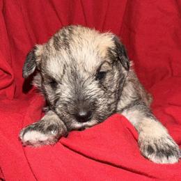 Buster - Wheaten male Miniature Schnauzer puppy in Bellingham, Washington from Tiki Love Farm
