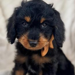 Onyx - Black and tan male Cavapoo puppy in Ville Platte, Louisiana from The Barkery