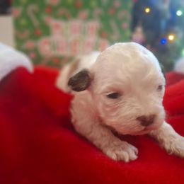 Boy 2 - Black and white male Shih Tzu puppy in Montrose, Colorado from Gnomies Furry Friends