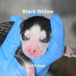 Black Widow - Black and white female Pomsky puppy in Fredericksburg, Virginia from Purely Pomskies