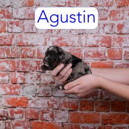 Agustin - Blue merle male Assorted Doodle Crosses puppy in Calhoun, Georgia from Happy Top Doodles